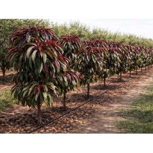 Mini broskyňa nízkokmenná (Prunus persica) 'HONEY RED' - stredne skorá, výška 60-80 cm, voľnokorenná